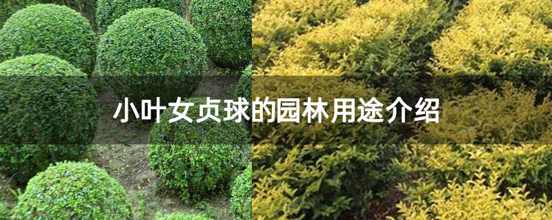 小叶女贞球的园林用途介绍