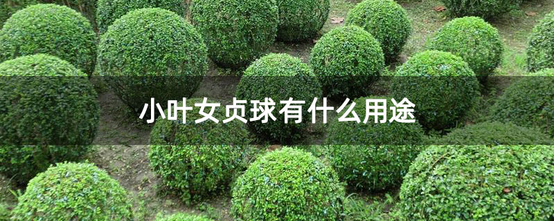 小叶女贞球有什么用途