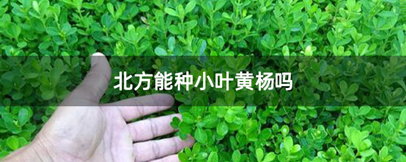 北方能种小叶黄杨吗