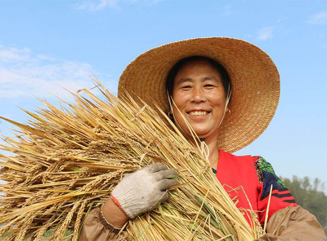 今年粮食补贴标准是多少，什么时间发放？