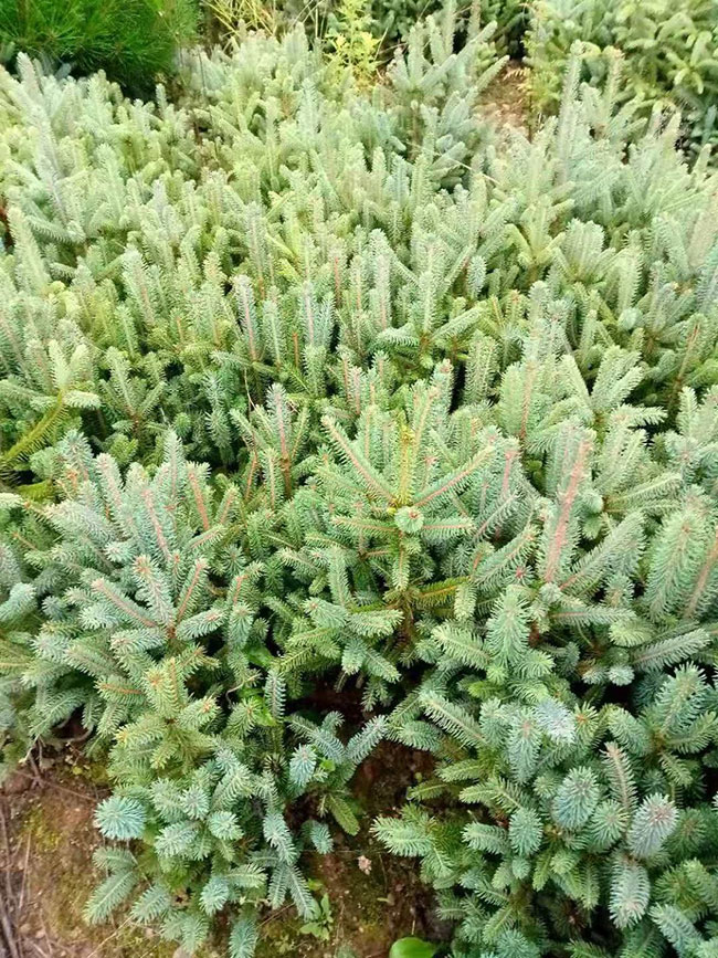 现在种植什么林木有前景?种植经济林木的前景分析