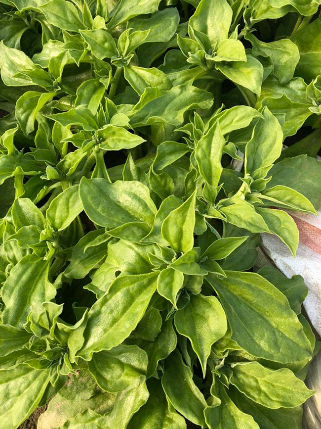 种植冰草有前景吗?种植冰草收入怎样?