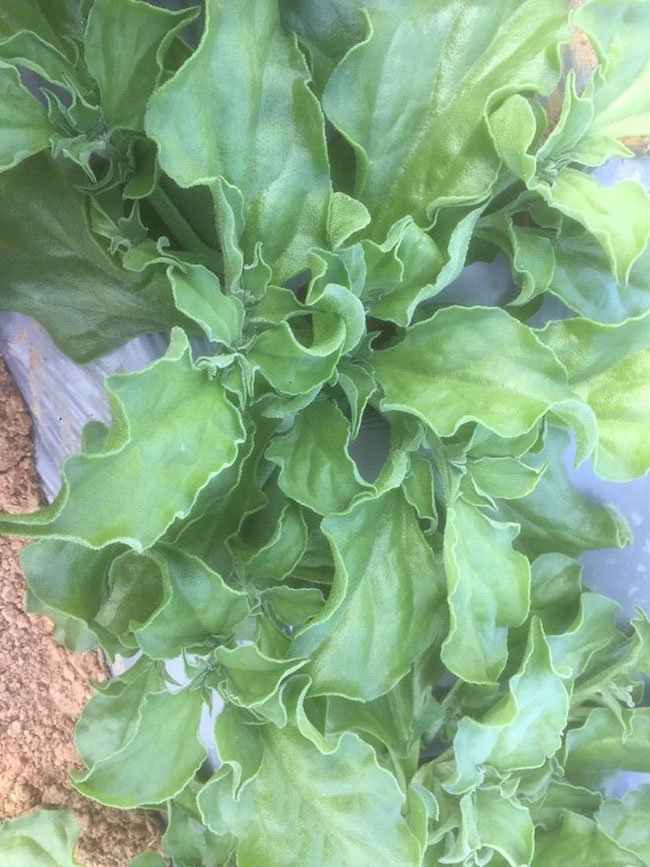 冰草又名冰菜，近几年在市场上是极为热销的绿色菜品。冰草营养价值高，吃起来口感鲜美，营养价值高，市场价格很高，种植经济效益很不错。冰草以前我国是没有的，它原产非洲，后来因为经济营养价值高，引种种植，目前的发展前景很不错。那么美，种植冰草有前景吗?种植冰草收入怎样?下面我们一起来看看吧!一、种植冰草有前景吗? 冰草是一种新的特色食材，它的表面有水滴状的结晶，看起来表面结了一层冰，所以取名冰菜。冰草吃起来爽口、多汁，营养价值高，一公斤售价十几元，很受市场欢迎。冰草的生长期长达6个月，一年可以种植两茬，亩产量高达3000公斤，按照现在的行情，每公斤冰菜可以卖到10元，种植效益非常可观。冰草不仅可以食用，还能起到美容、预防三高的作用，种植前景很不错。二、种植冰草收入怎样? 冰草是一种比较爽口的蔬菜，食用方法也很多，用它配上一些芝麻酱，然后蘸着酱，非常好吃。冰草是我国产的，它是从非洲引进来的，种植的时候要提高肥水的使用效率，这样有助于增产。冰草口感脆嫩，以做凉拌菜为主。冰草属于高端蔬菜，多数从大连等地引进，售价高达30元每公斤。从去年春天开始，范学江经朋友介绍开始尝试种植冰菜，经过一年的尝试，发现种植冰草的收入很可观，产地收购价10元每公斤，一亩地可产3000公斤，那么一亩地最低收益3万元。三、种植冰草的方法 1、播种 冰草种子小，浸种催芽，播种温度控制在20℃，薄土覆盖，播种后35—40天可出芽，培育苗高5厘米左右就可以移栽入圃了。 2、移栽 冰菜耐干旱性强，透气好、排水良好的土壤种植效果好，移栽幼苗的时候注意温度和光照，株距为30~40cm，控制行距，移栽后浇一次大水，缓苗大约10左右恢复长势。 3、管理 给冰菜浇水的时候添加点食用盐，叶面出现萎蔫的时候就可以浇水了，时间尽量清晨，温度在10~30℃生长快，低于10℃发生冻害，夏季养护采取遮光措施。 4、采收 叶面附着的结晶成型之后就是冰菜采收的时间，一般2个月左右就可采收，生长高度在10cm左右。采收后的蔬菜需要低温环境中保存，环境温度过高，会导致冰草变质。 以上就是关于种植冰草有前景吗和种植冰草收入怎样的相关介绍，冰草产地批发报价可到中国花木网查询，以上价格信息均是花木网商家提供的实时报价，不过因为苗木行情变化较大，所以仅供参考，采购冰草可查询商家电话询价。