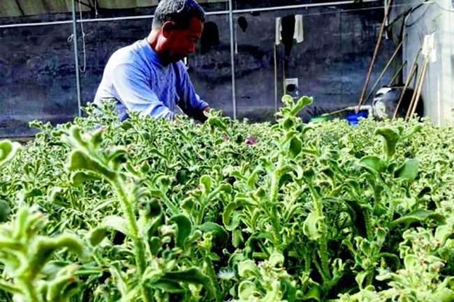 冰草适合在中国哪里种植?冰草适合北方种植吗?