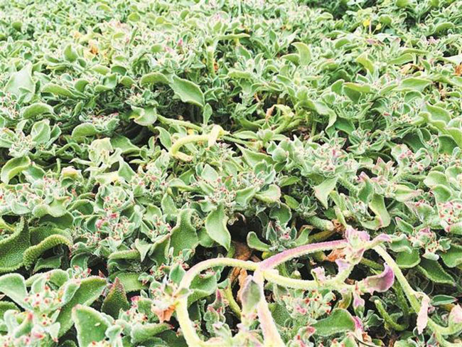 冰草适合在中国哪里种植?冰草适合北方种植吗?