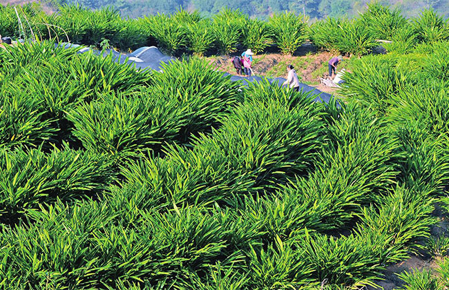 药材种植