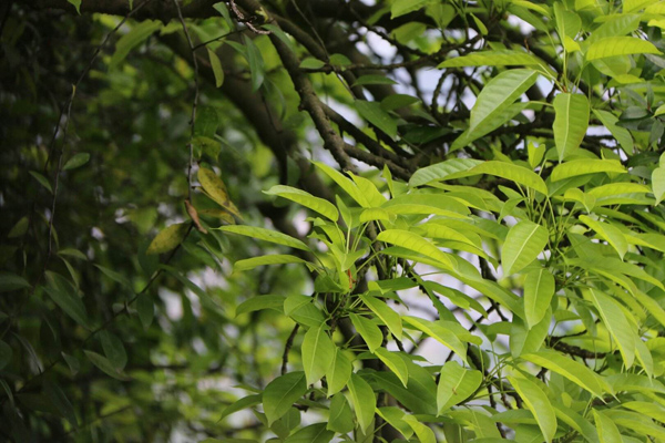 香樟树