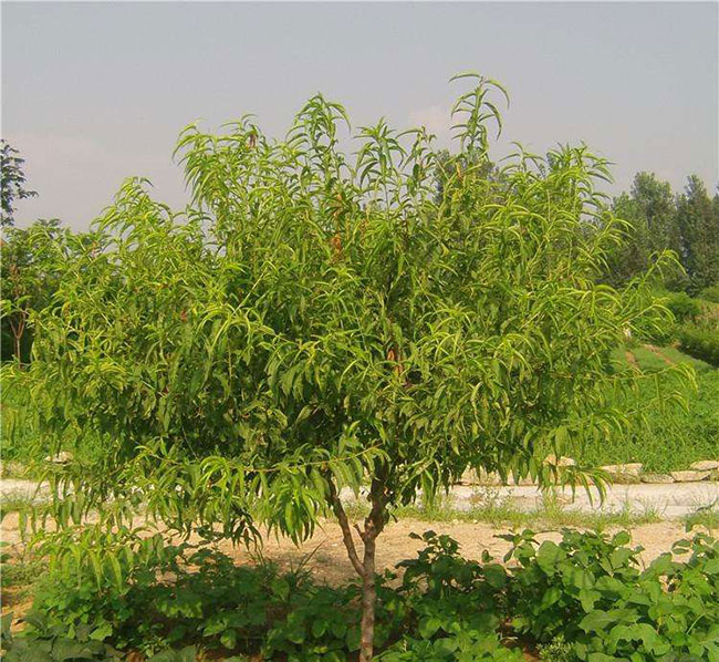 新手怎么做苗木生意?苗木销售如何找客户?