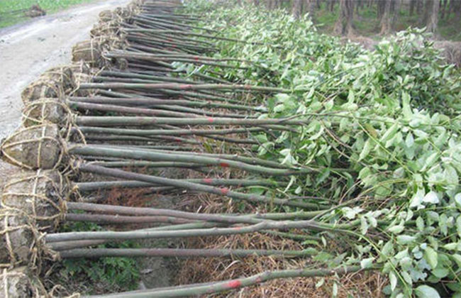 苗木经纪人利润很高吗？花木经纪人好做吗？