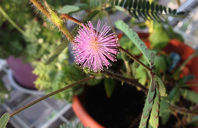 含羞草的花语是什么?含羞草的寓意和象征