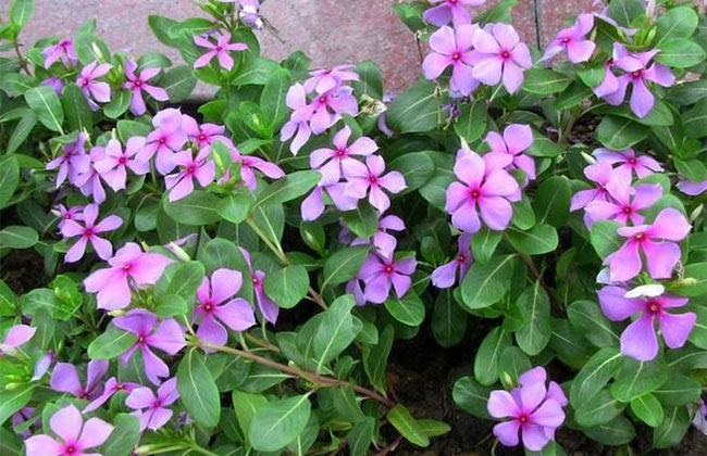 长春花的花语是什么?长春花的寓意和象征