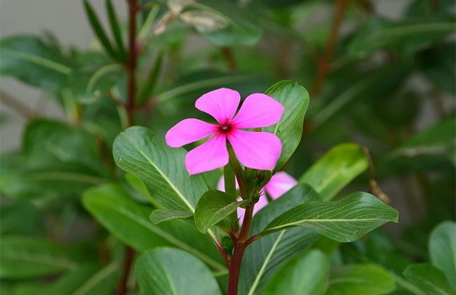 长春花的花语是什么?长春花的寓意和象征