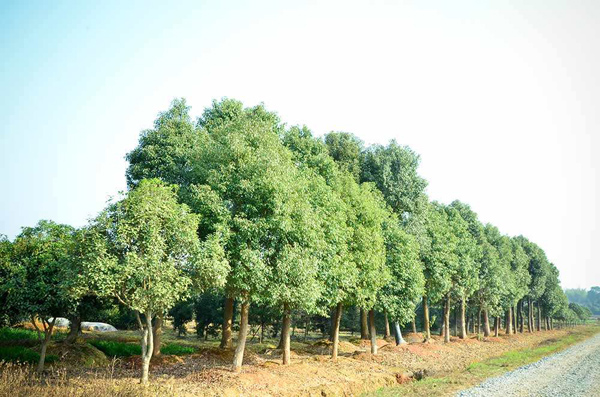 香樟树