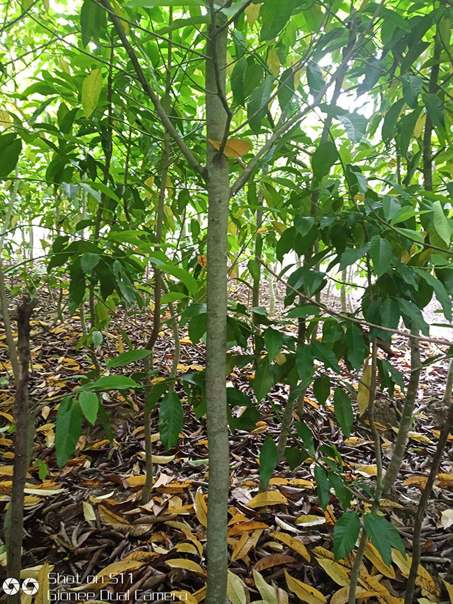 白玉兰