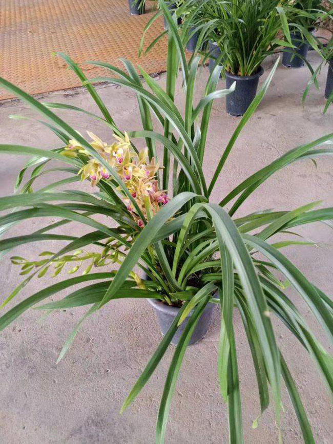 兰花的花语是什么?兰花的寓意和象征