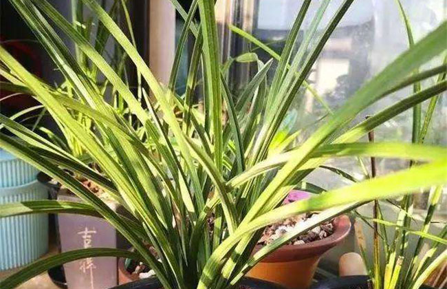 兰花的花语是什么?兰花的寓意和象征