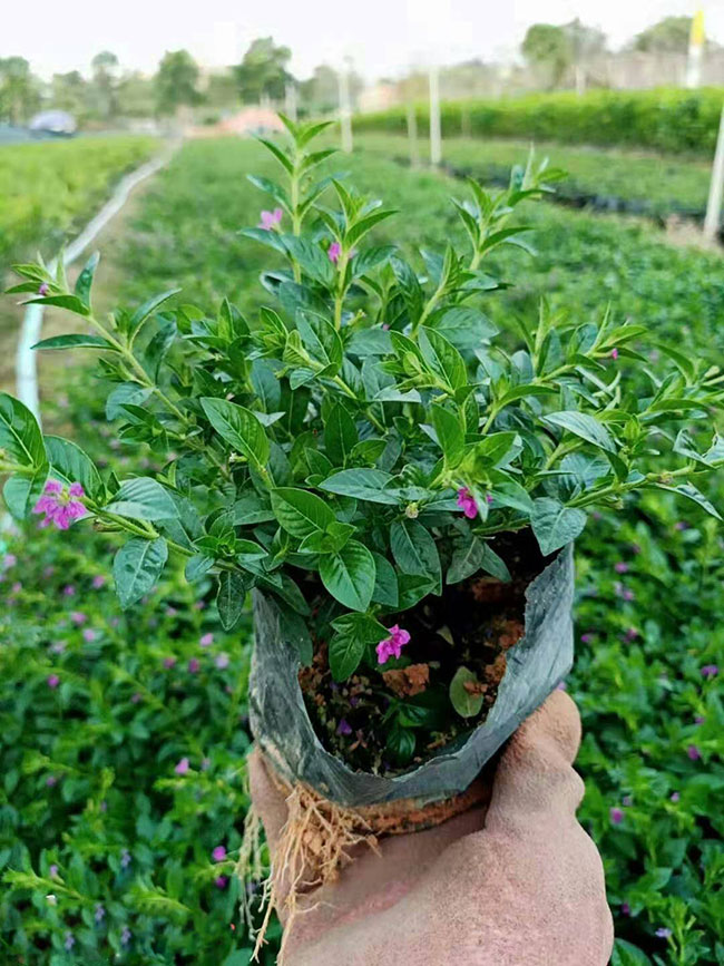 满天星的花语是什么?满天星的寓意和象征
