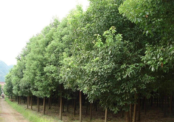 香樟树