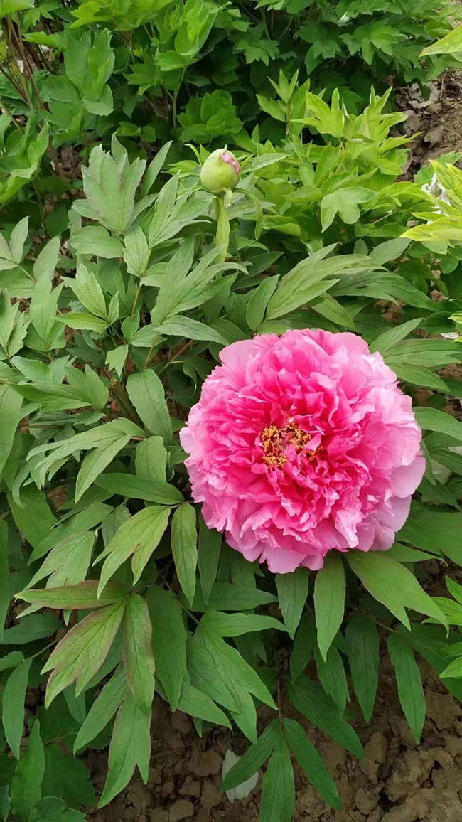牡丹花的花语是什么?牡丹花的寓意和象征