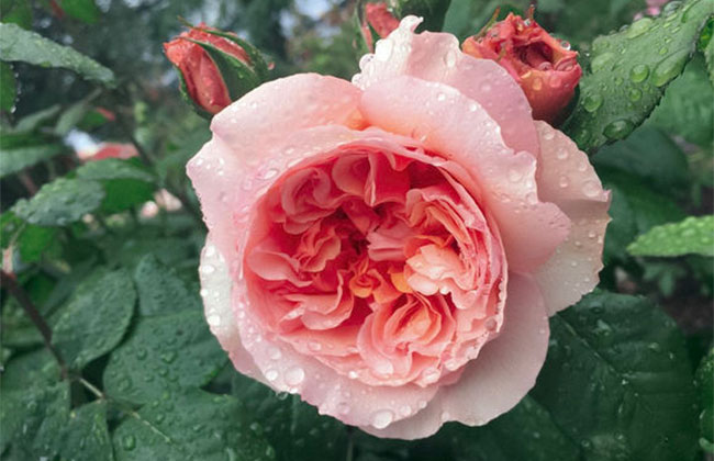 月季花的花语是什么?月季花的寓意和象征