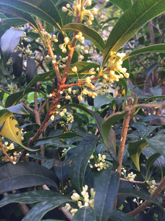 桂花的花语是什么?桂花的寓意和象征