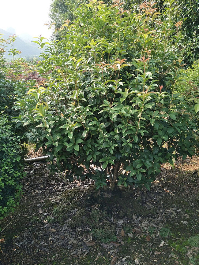 桂花的花语是什么?桂花的寓意和象征