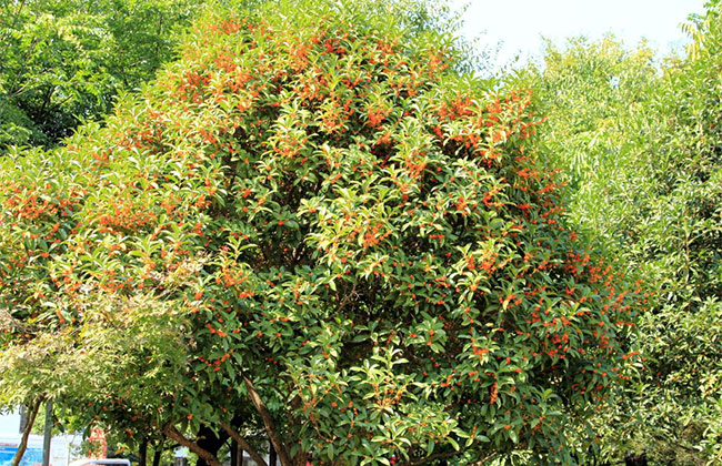 桂花的花语是什么?桂花的寓意和象征