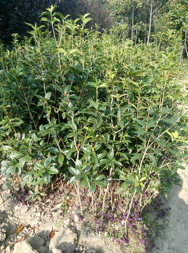桂花的花语是什么?桂花的寓意和象征