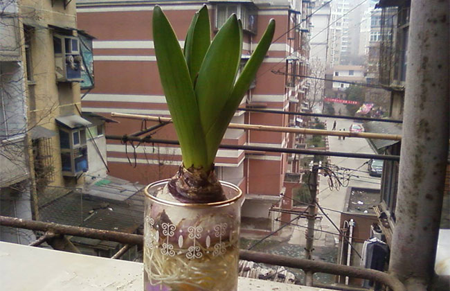 紫色风信子的花语是什么?紫色风信子的寓意和象征