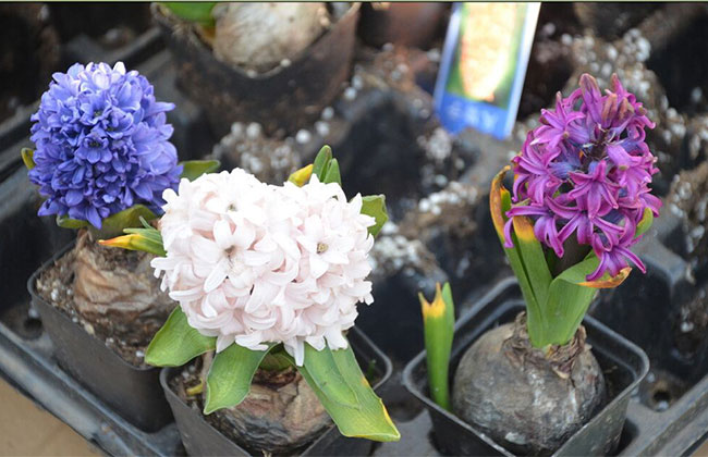 紫色风信子的花语是什么?紫色风信子的寓意和象征