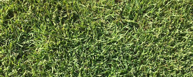 老鹰草种子价格 图片 老鹰草种子价格 图片