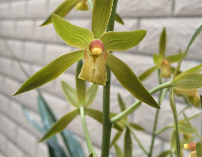 墨兰种植方法