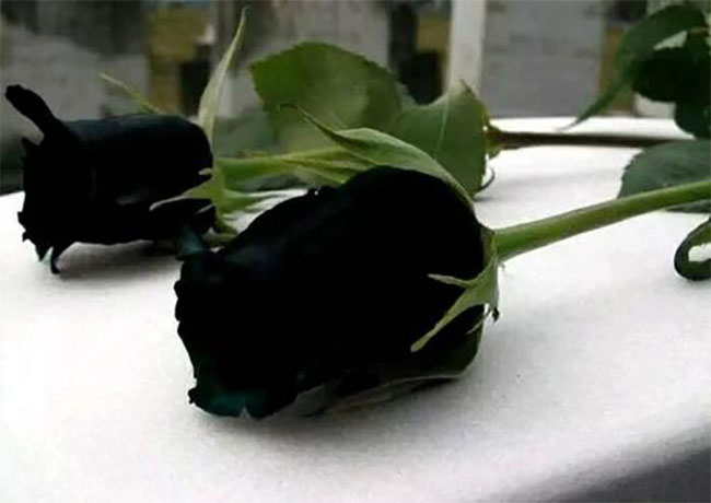 黑玫瑰的花语是什么？黑玫瑰的寓意和象征