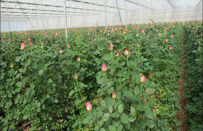 25朵玫瑰的花语是什么?25朵玫瑰的寓意和象征