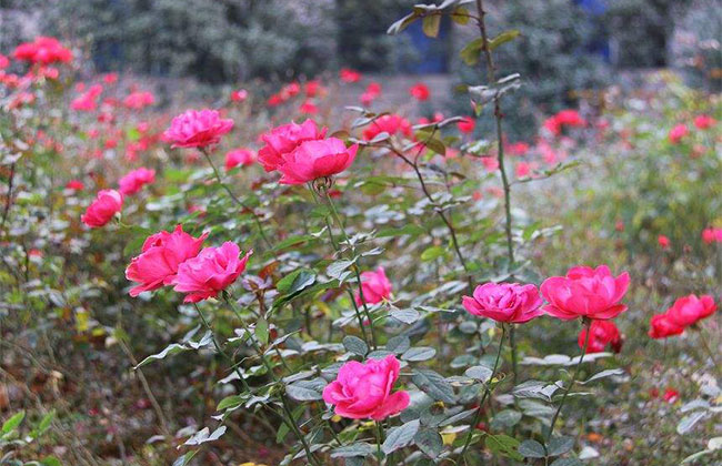 21朵玫瑰的花语是什么?21朵玫瑰的寓意和象征