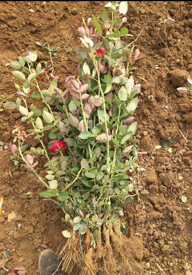 21朵玫瑰的花语是什么?21朵玫瑰的寓意和象征