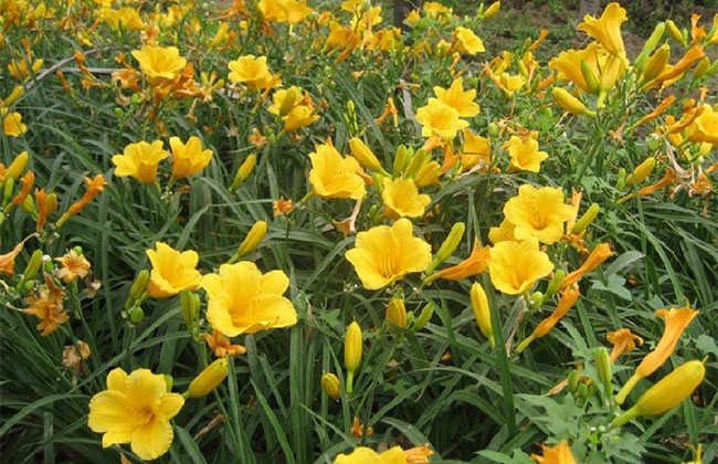 萱草的花语是什么?萱草的寓意和象征