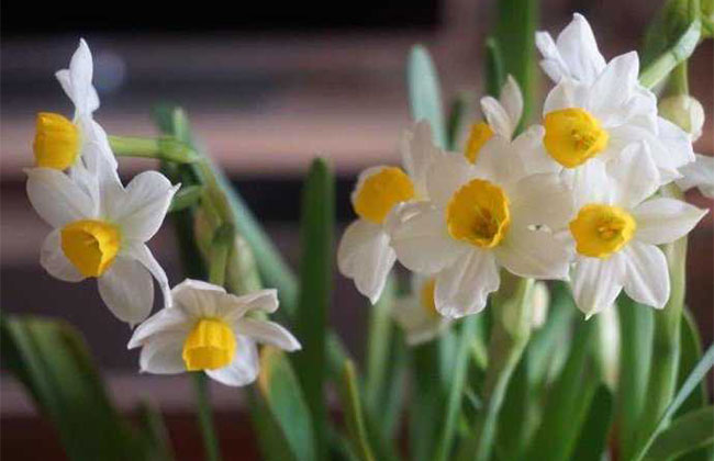 水仙花的花语是什么?水仙花的寓意和象征