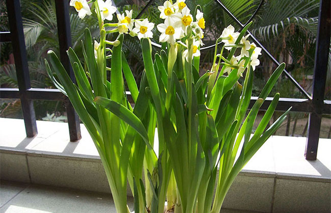 一、水仙花的花语是什么?