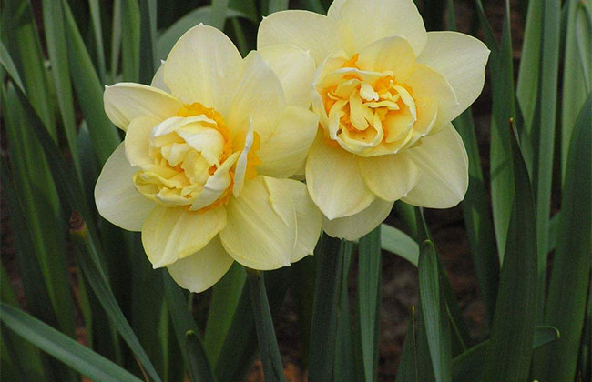 一、水仙花的花语是什么?