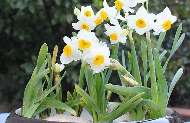 一、水仙花的花语是什么?
