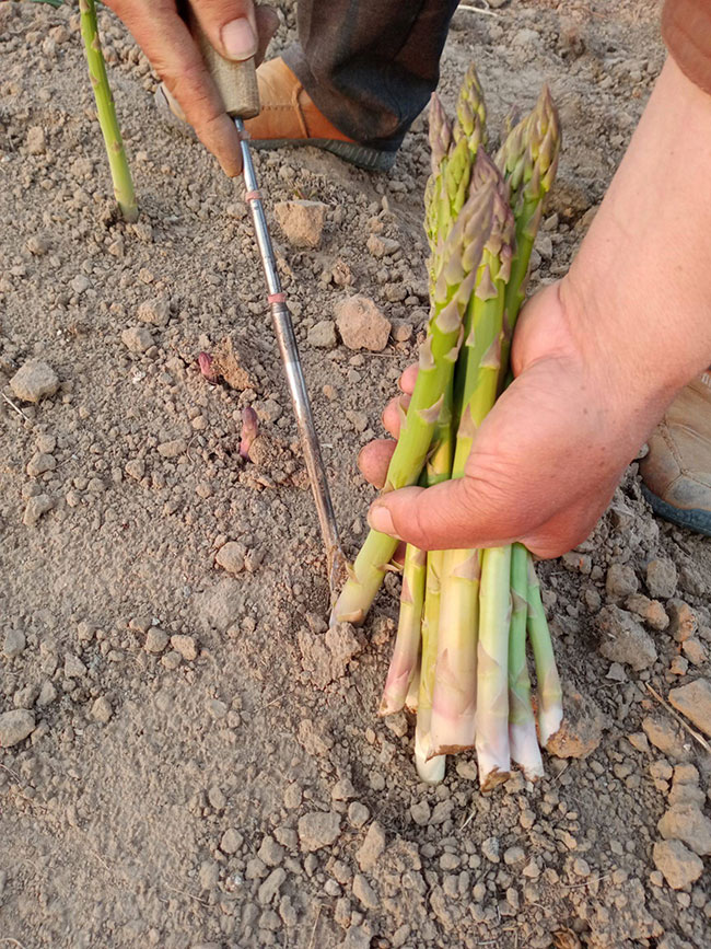 芦笋种植前景怎么样?大棚芦笋种植技术