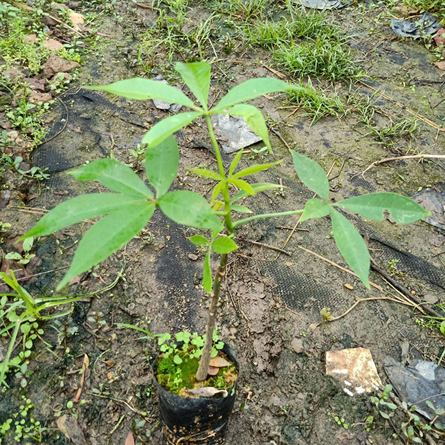 木棉价格