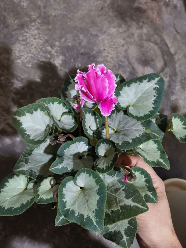 仙客来的花语是什么?仙客来的寓意和象征