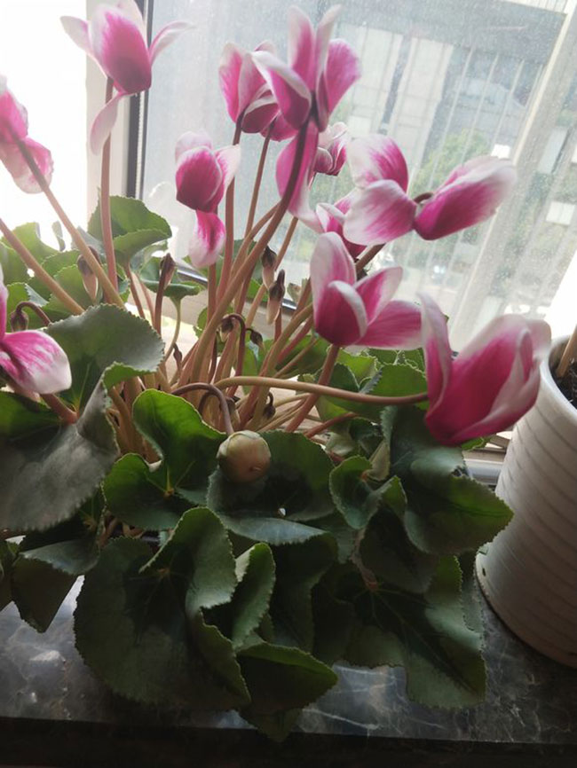 仙客来的花语是什么?仙客来的寓意和象征