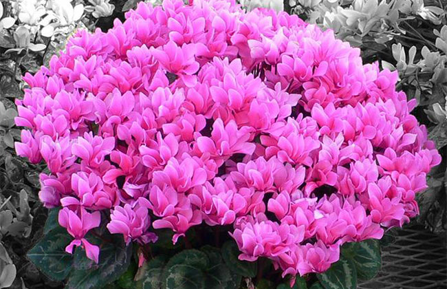 仙客来的花语是什么?仙客来的寓意和象征