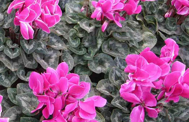 仙客来的花语是什么?仙客来的寓意和象征