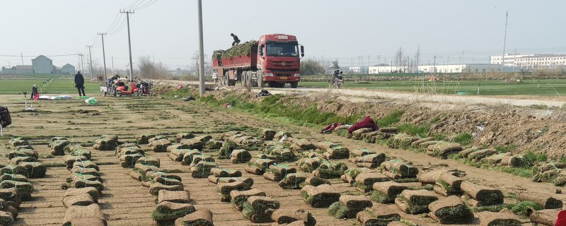 果岭草皮多少钱一平米
