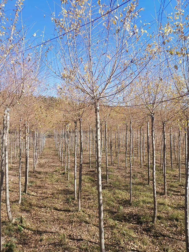 什么是白榆?家榆和白榆有什么区别?