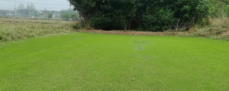 天鹅绒草坪多少钱一平方米